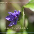 365일 들풀묵상 294 / 물달개비(10월 20일) 이미지