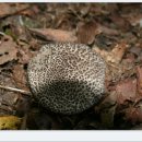 용암2리 이미지