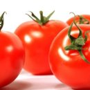 푸드카펫 이미지