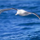 알바트로스 이미지