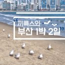 스테디띵스 | 끼룩스🕊와 함께한 부산 1박2일🏖