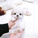 비비퍼피 강아지분양 일산점 이미지