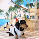 플랜더스 | 🐶 시흥 애견카페 플랜더스 파크 후기 | 실내 애견카페 &amp; 애견운동장까지 완벽!