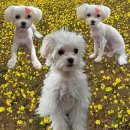 까끌레멍 이미지