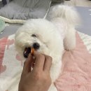 바르다펫 대전점 이미지