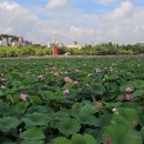 개. 이쁜날 이미지