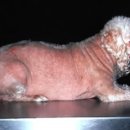 온천천동물병원 이미지