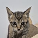 선산중앙로-13 이미지