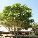 푸른나무 이미지