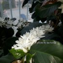 커피나무 이미지