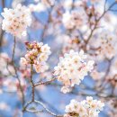 4월12일 . 진해장복산 드림로드 트래킹 이미지