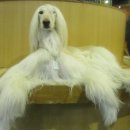 마오네(1호점) 이미지