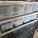 햄스터 분양 햄스터월드 이미지