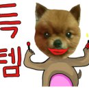 디어마이독 이미지