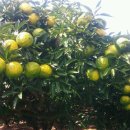 해덕농장 이미지