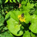 【한국특산식물】 9. 한대리곰취 (Ligularia taquetii) 이미지