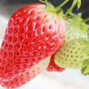 양촌농원 2농장 이미지