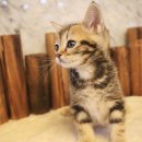 도그마루 강아지 고양이 수원점 네이버블로그