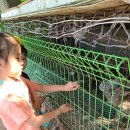 하은이네 농장 이미지