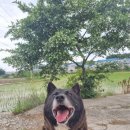 꽃개 하우스 이미지