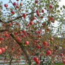 석지농장 이미지