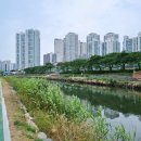 온천천시민공원 수국 이미지