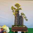 고성군농업기술센터 | 🌼경남 고성군 [농업기술센터 국화전시회 및 국화 분재 전시회]