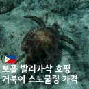 거북이 | 보홀 발리카삭 호핑투어 거북이 스노쿨링 가격 후기