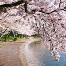 Washington DC Tidal Basin Cherry Blossoms 이미지