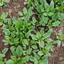 봉이농장 이미지