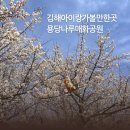 용당구 | 김해 용당나루 매화공원 매화 구경 아이랑 봄나들이 다녀온 후기