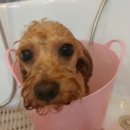 코코펫살롱&호텔 이미지