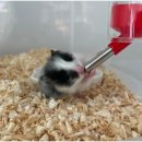 햄토리 군단 이미지