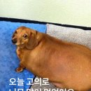 춘천집닭갈비 이미지