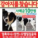 강아지를찾습니다(강아지전단지 제작사례 / 경북 김천시) 이미지