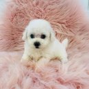 야옹아 멍멍해봐(조례호수점) 이미지