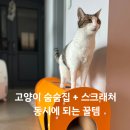 스마트심바이오 | 심바가 처음으로 좋아한 스크래처는 바로 이거!