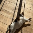 현서축사 이미지