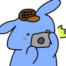 로뎀트리 이미지