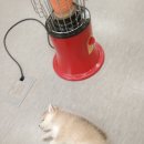 댕댕이꺼 이미지