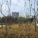 신트리공원 배드민턴장 이미지