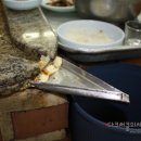 황금오리 이미지