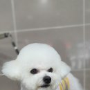 몽쭈쭈 이미지