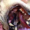 아마존동물병원 이미지