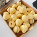 식물원 강아지 이미지