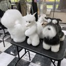 김쌤애견 이미지