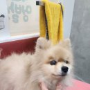 멍발소 이미지