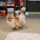 개츠비유치원&호텔 이미지