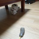 달토끼상점 이미지