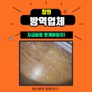 창원방역업체와 지금 당장 흰개미퇴치!